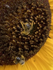 Melissodes trinodis