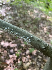 Grylloprociphilus imbricator