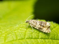 Syricoris