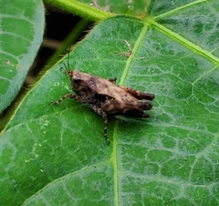 Tettigidea lateralis
