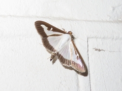 Cydalima perspectalis
