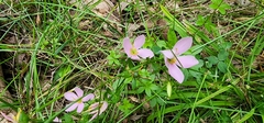 Sabatia angularis