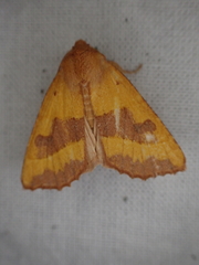 Atethmia centrago