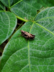 Tettigidea lateralis