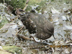 Arenaria melanocephala