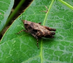 Tettigidea lateralis
