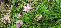 Sabatia angularis