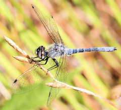Nannothemis bella