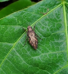 Tettigidea lateralis