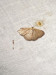 Leptostales pannaria