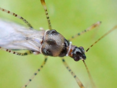 Gampsocoris culicinus