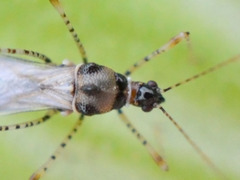 Gampsocoris culicinus