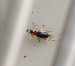 Phyllopalpus pulchellus