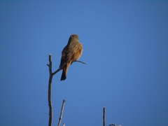 Hirundinea ferruginea