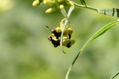 Phymata pennsylvanica