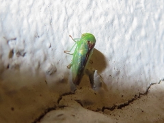 Viridicerus ustulatus