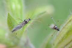Gampsocoris culicinus