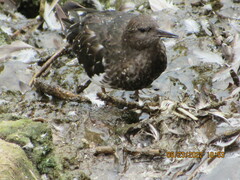 Arenaria melanocephala