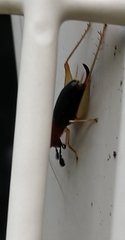Phyllopalpus pulchellus