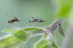 Gampsocoris culicinus