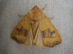 Atethmia centrago