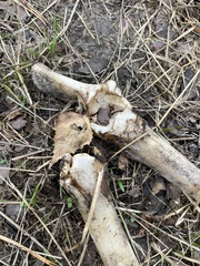 Capreolus capreolus