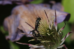 Hylaeus