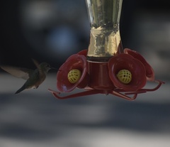 Selasphorus platycercus