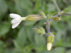Gampsocoris culicinus