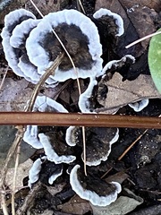 Thelephora terrestris