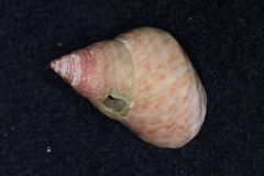 Micrelenchus purpureus