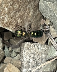 Hoplitis fulgida