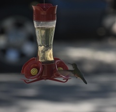 Selasphorus platycercus