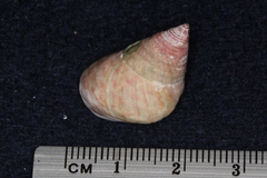 Micrelenchus purpureus