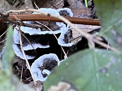 Thelephora terrestris
