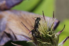 Hylaeus