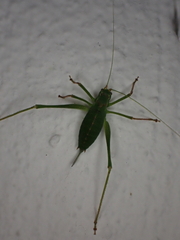 Leptophyes punctatissima