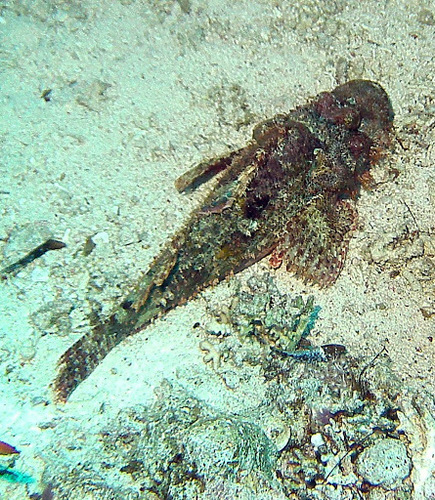 Scorpaenopsis barbata observed 2015-06-25