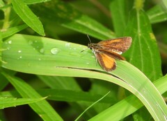 Ancyloxypha numitor