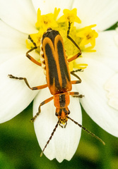 Chauliognathus marginatus