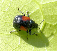 Synolabus bipustulatus