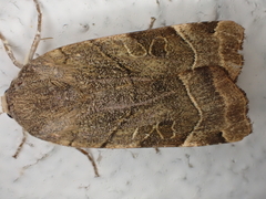 Noctua fimbriata