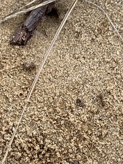 Formicinae