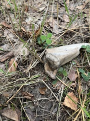 Capreolus capreolus