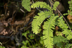 Adiantum aleuticum