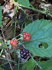 Rubus allegheniensis