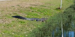 Alligator mississippiensis