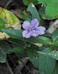 Ruellia erythropus