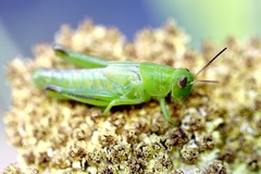 Melanoplus bivittatus