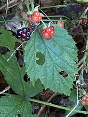 Rubus allegheniensis